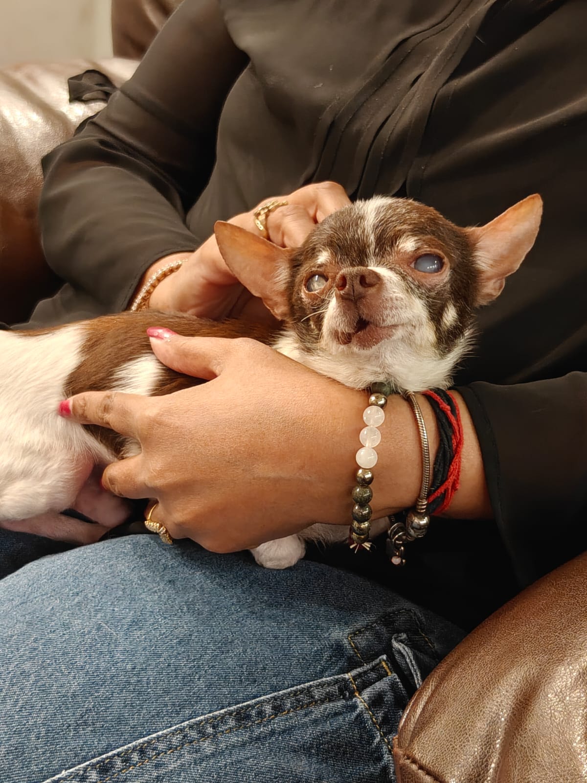 KitKat after rescue